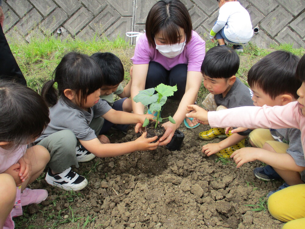 すみれ苗植え