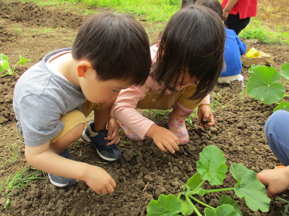 すみれ苗植え