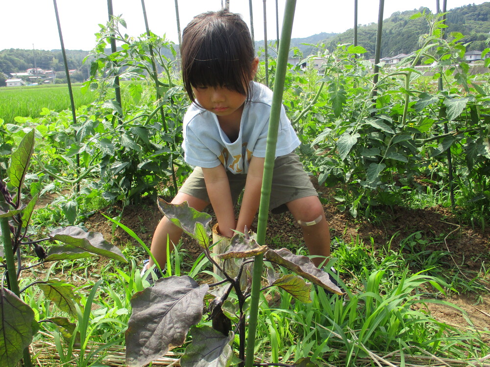 すみれ水やり