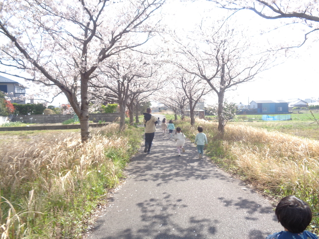桜1