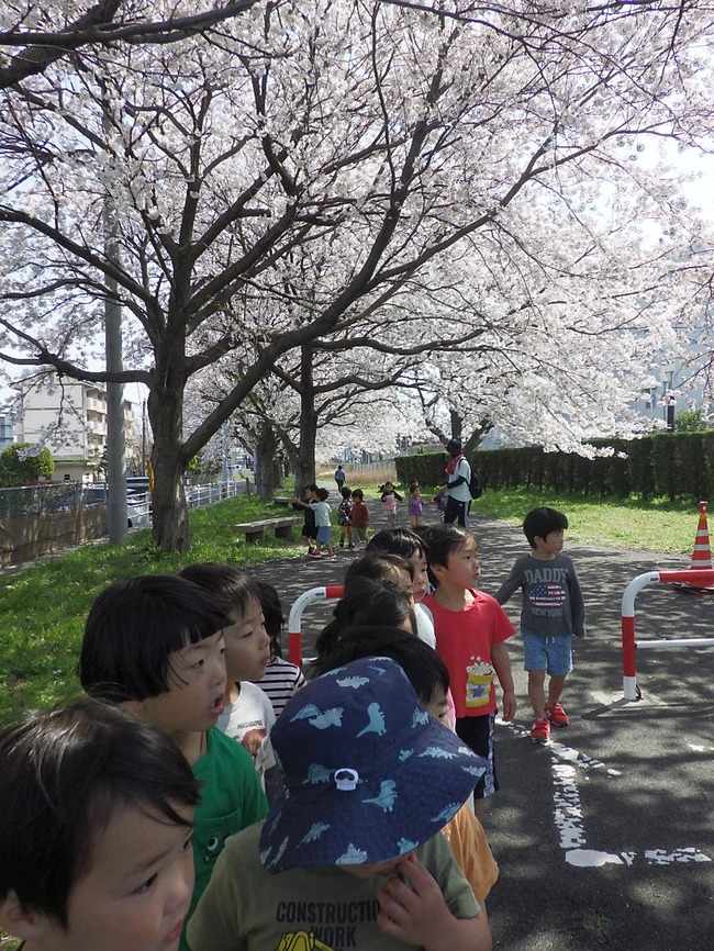 桜7