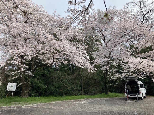 1_医療院2F　春の桜第2弾長浜神社へお花見