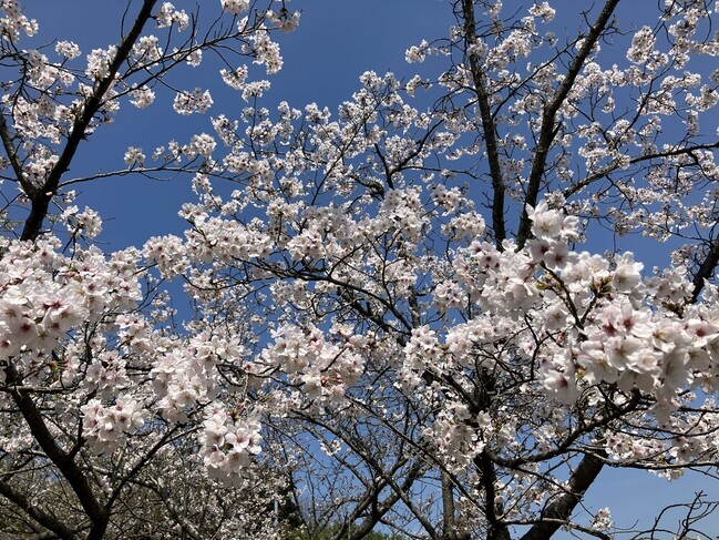 1_医療院　湖陵総合公園へお花見に行きました