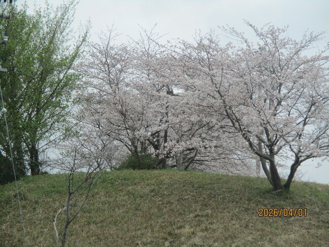 1_花見に行ってきました！