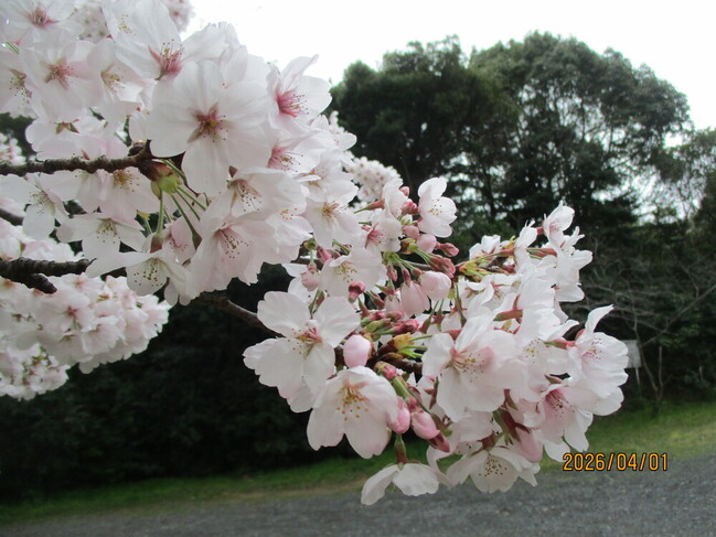 6_花見に行ってきました！