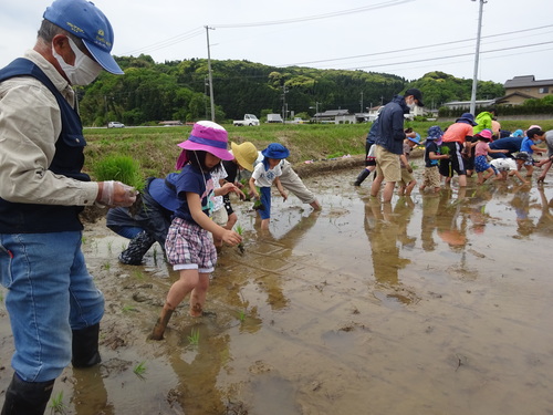 田植え