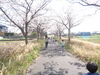 桜1