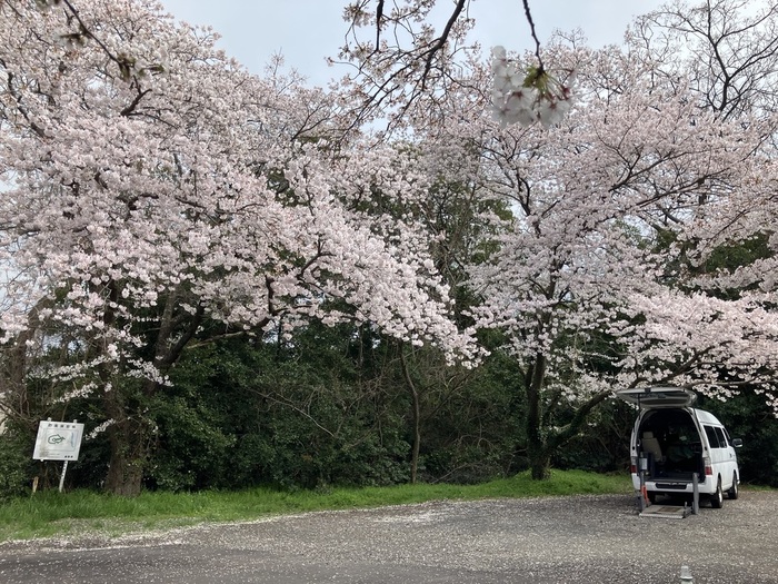 1_医療院2F　春の桜第2弾長浜神社へお花見