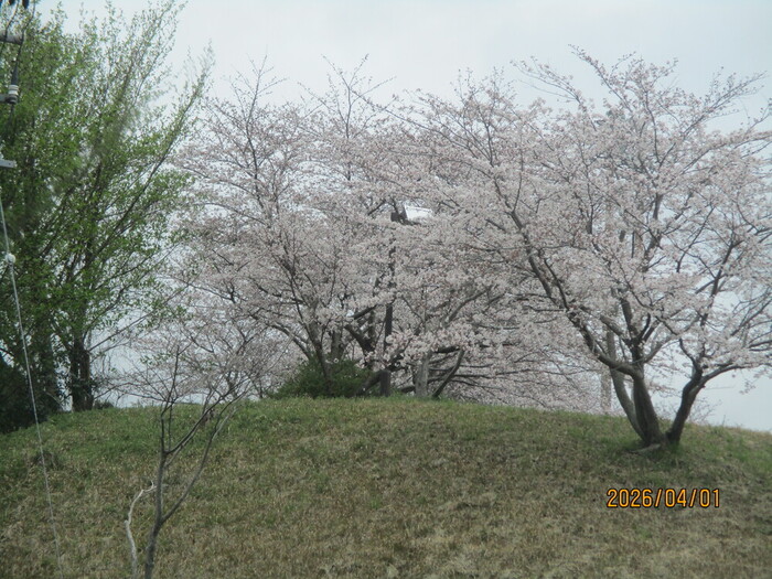 1_花見に行ってきました！